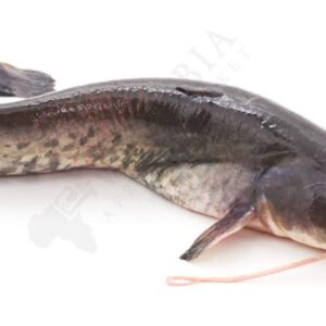 Fresh Catfish (Frozen)