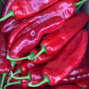 Sheppard Pepper (Tatashe)