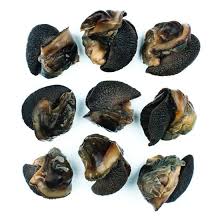 Snail (Small)