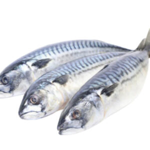 Mackerel Fish